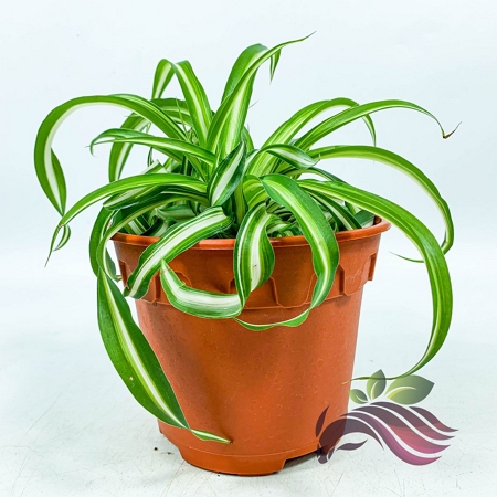 indoor spider plant sebagai hadiah hari guru